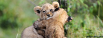 2 Baby Lions