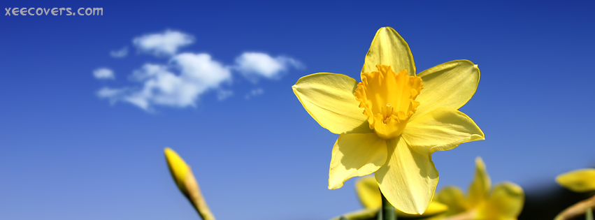 A Happy Yellow Flower FB Cover Photo HD