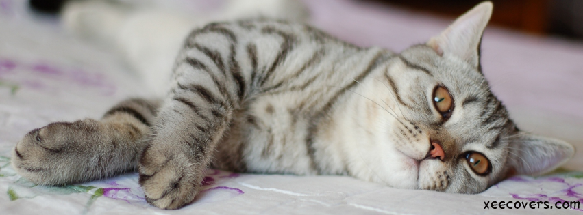 Brown Eyed Cat Relaxing On Bed FB Cover Photo HD