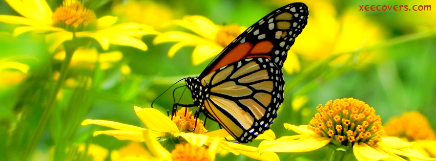 Butterfly Getting Feed From Flowers facebook cover photo hd