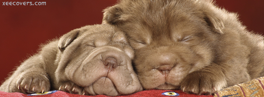 Lovely Brown Pups facebook cover photo hd