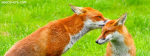 Loving Fox