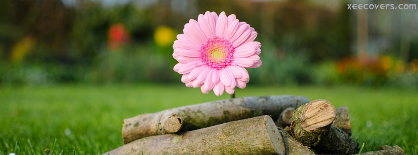 Pink Flower And The Woods FB Cover Photo HD