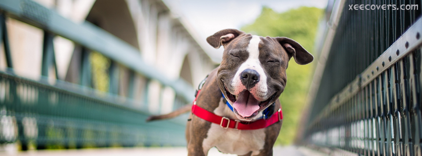 Pitbull Laughing facebook cover photo hd