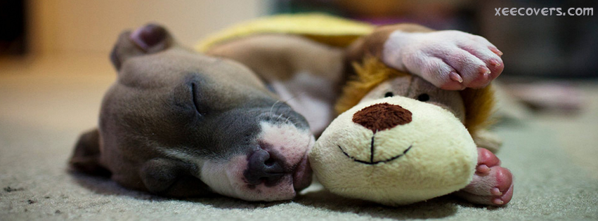 Pitbull With His Teddy Bear FB Cover Photo HD