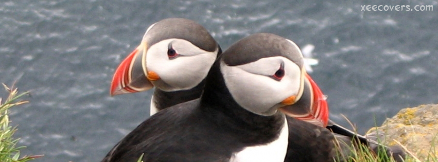 Puffin Iceland FB Cover Photo HD