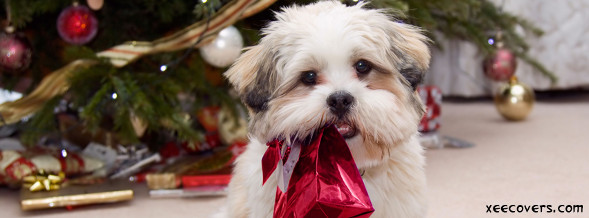 Pup Holding A Gift In His Mouth FB Cover Photo HD