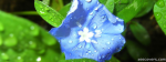 Rained Blue Flower