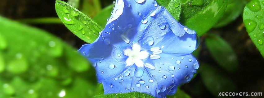 Rained Blue Flower FB Cover Photo HD