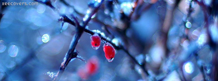 Rained Red Flowers facebook cover photo hd