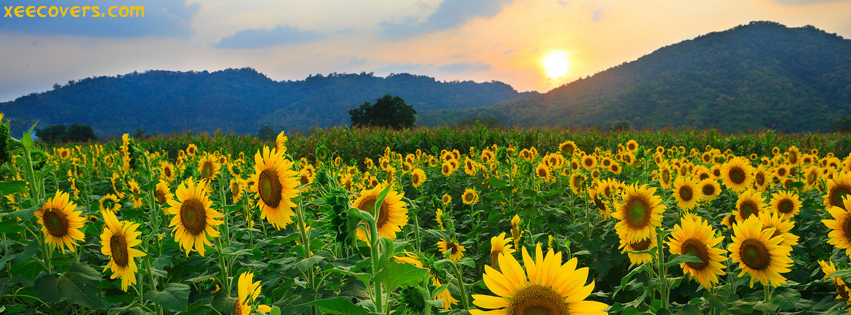 Sunrise Scene With Beautiful Sun Flowers Fb Cover Photo Xee Fb Covers