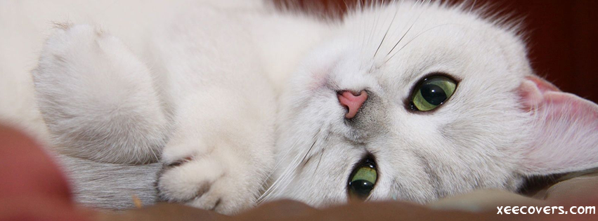 Sweet White Cat facebook cover photo hd