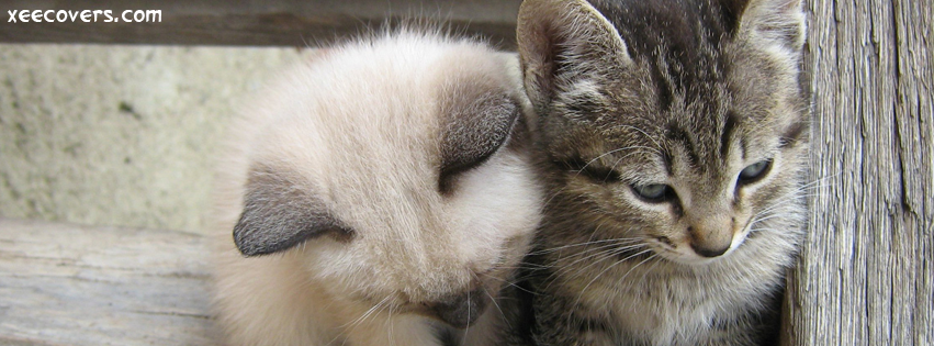 Two Loving Cats FB Cover Photo HD