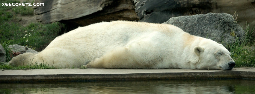 White Snow Bear Taking Rest facebook cover photo hd