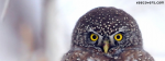 Yellow Eye Owl